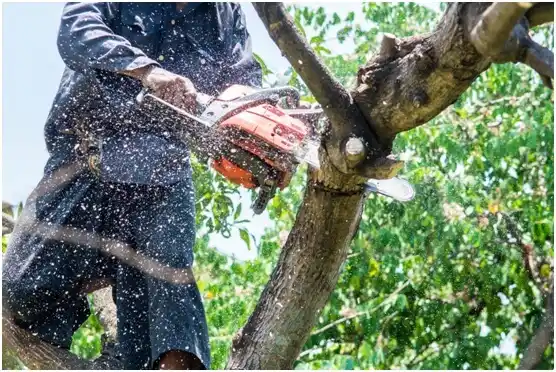 tree services West Nanticoke